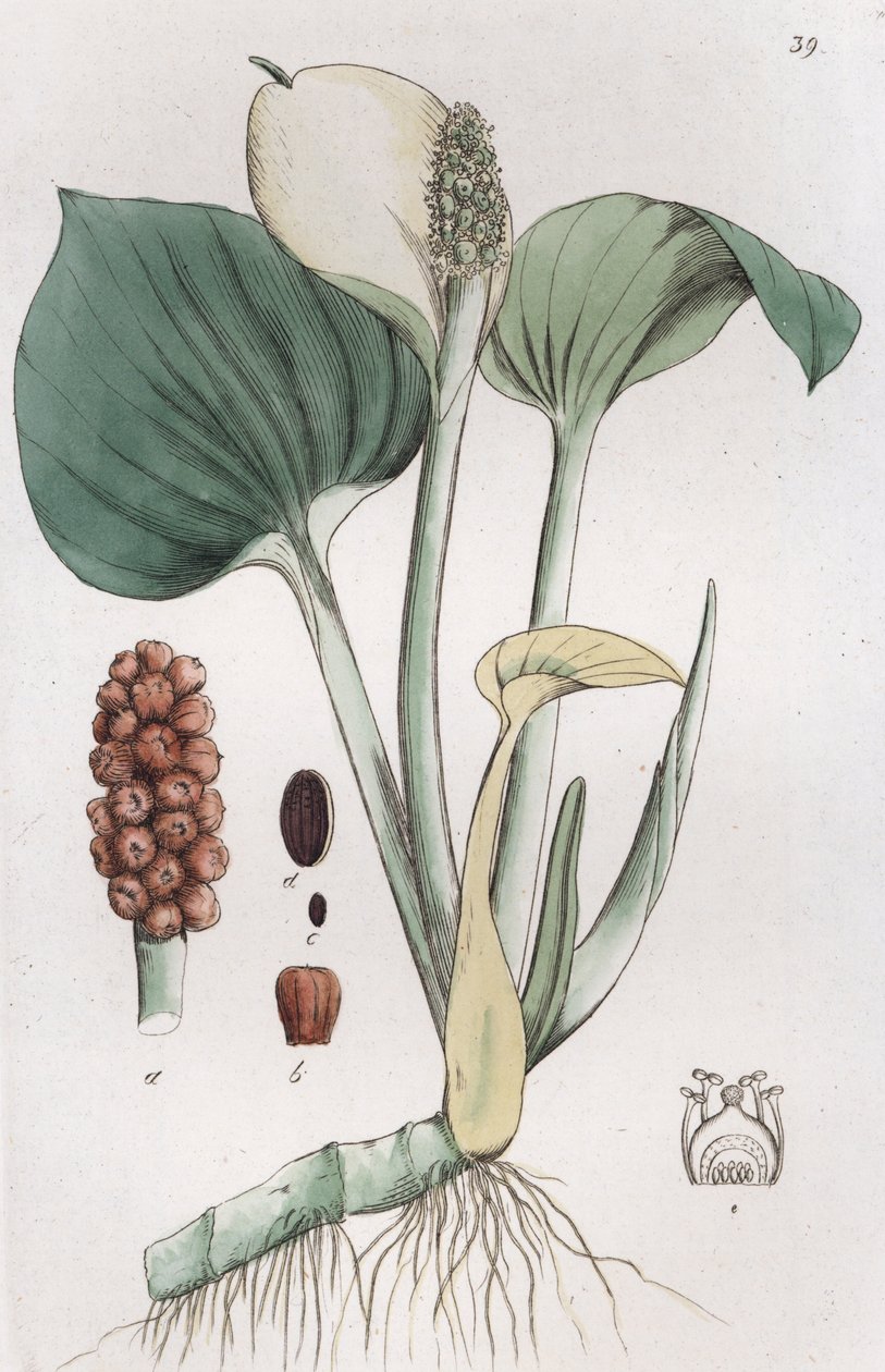 Bog Arum Calla myrar, 1804-1811 av Johan Wilhelm Palmstruch