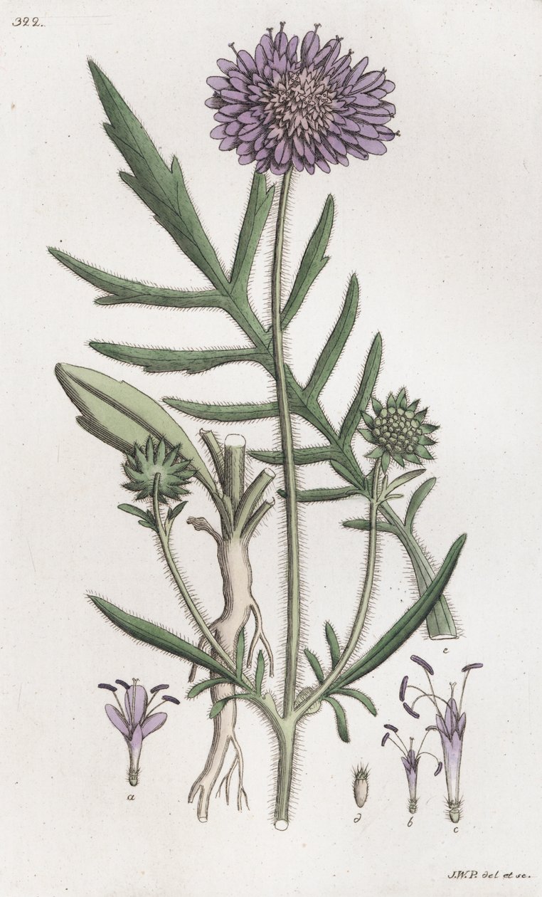 Åkerskabb Knautia arvensis, 1804-1811 av Johan Wilhelm Palmstruch
