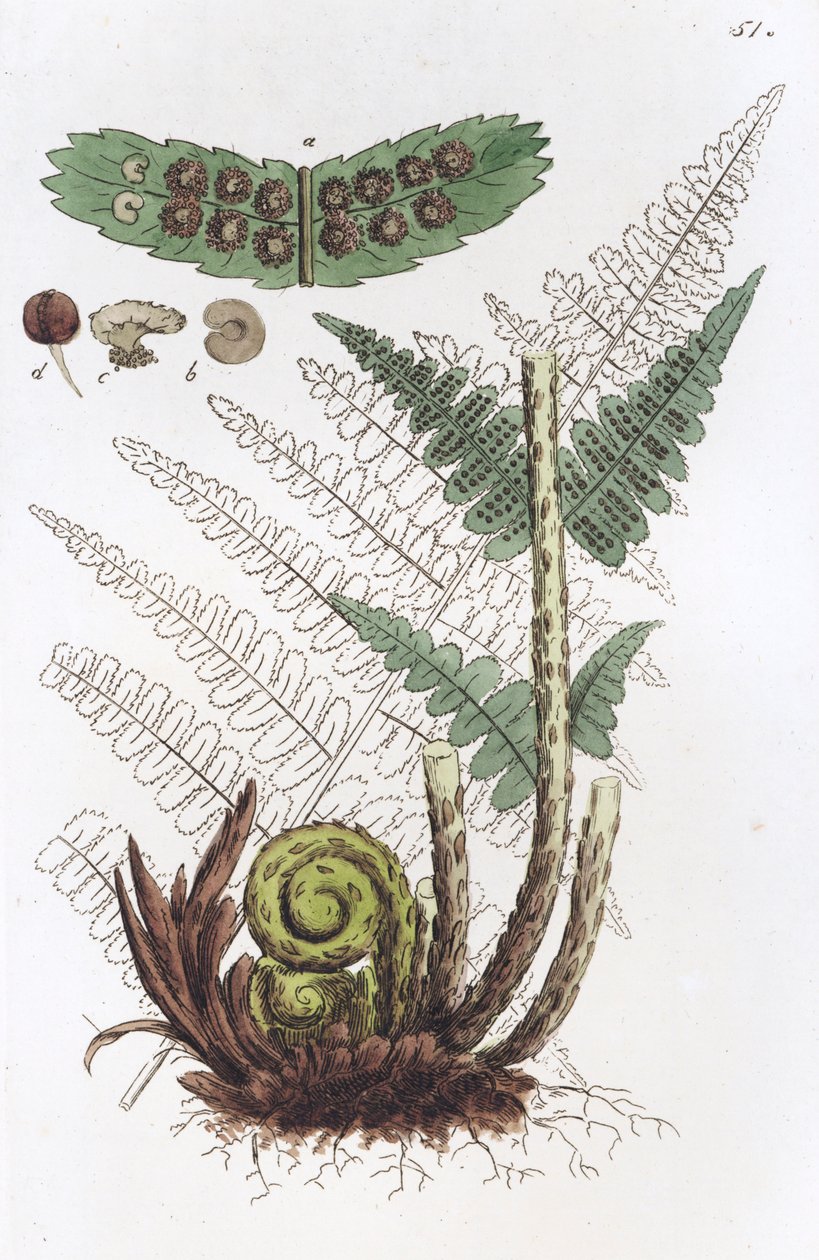 Hane Fern Dryopteris filix-mas, 1804-1811 av Johan Wilhelm Palmstruch