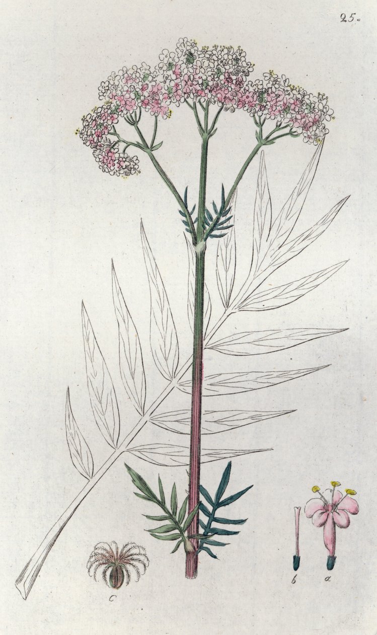 Valeriana Valeriana officinalis, 1804-1811 av Johan Wilhelm Palmstruch