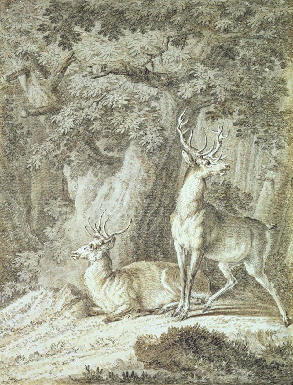 Two Stags (krita på papper) av Johann Elias Ridinger or Riedinger