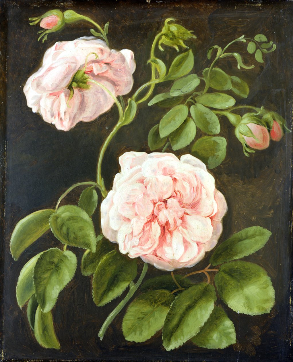 Blomsterstudie av Johann Friedrich August Tischbein
