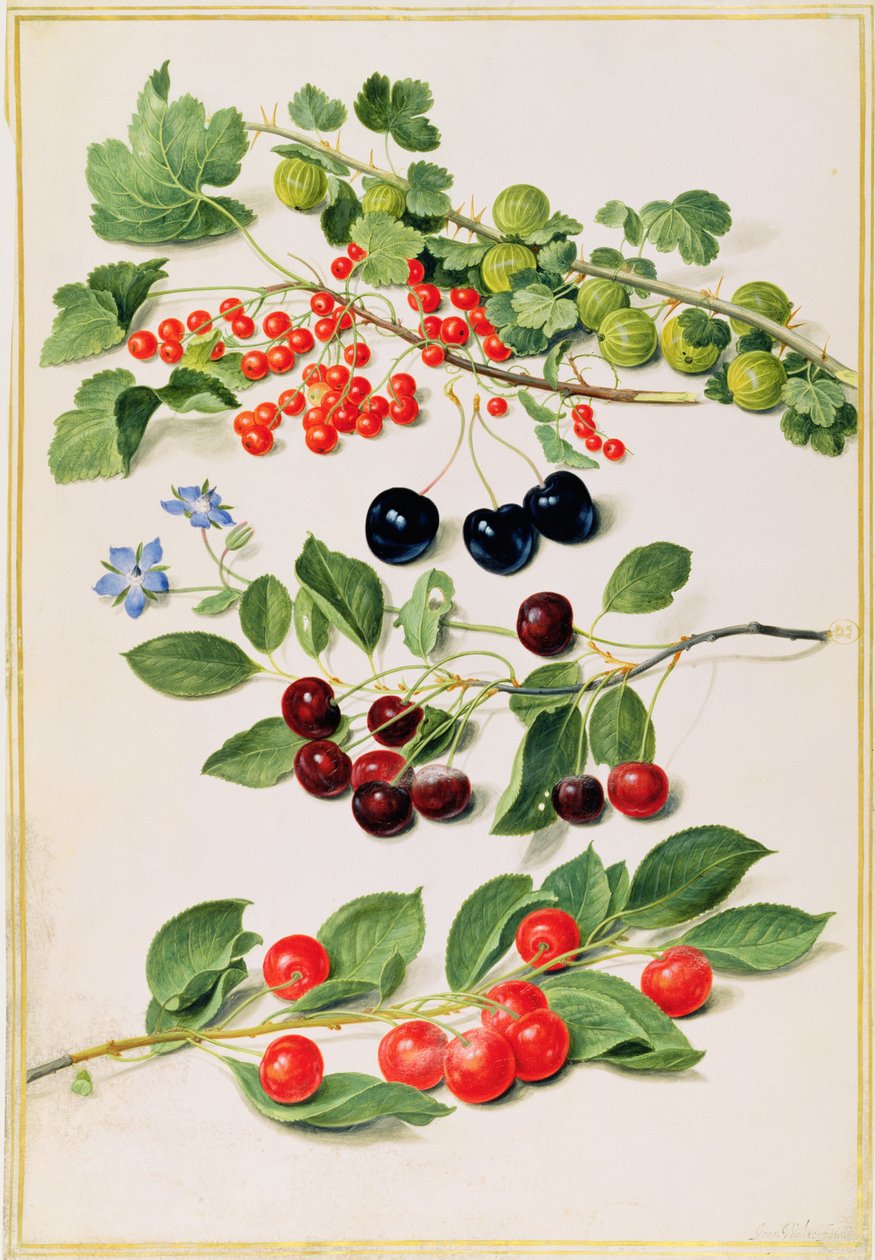 Krusbär, körsbär och röda vinbär, 1661 av Johann Jakob Walther