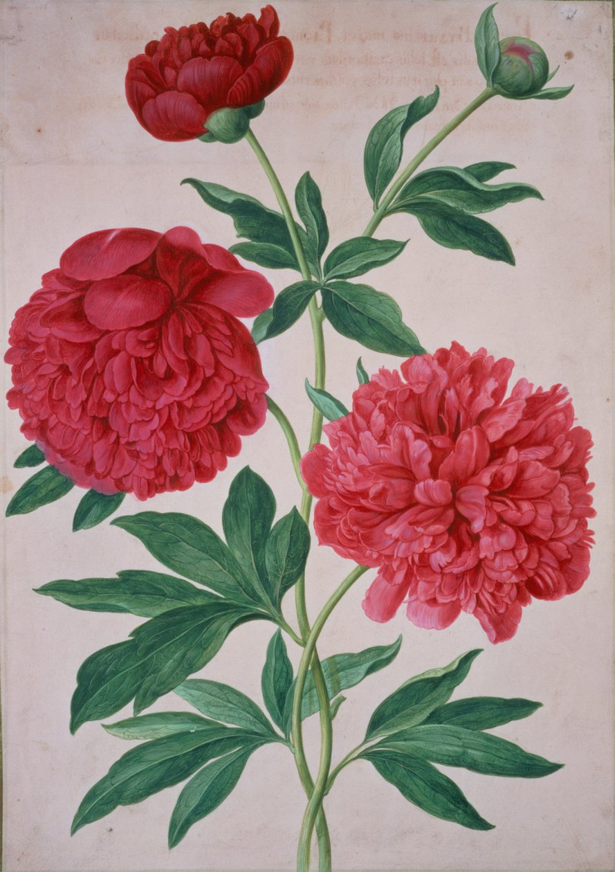 Pioner, tallrik 46 från Nassau Florilegium av Johann Jakob Walther