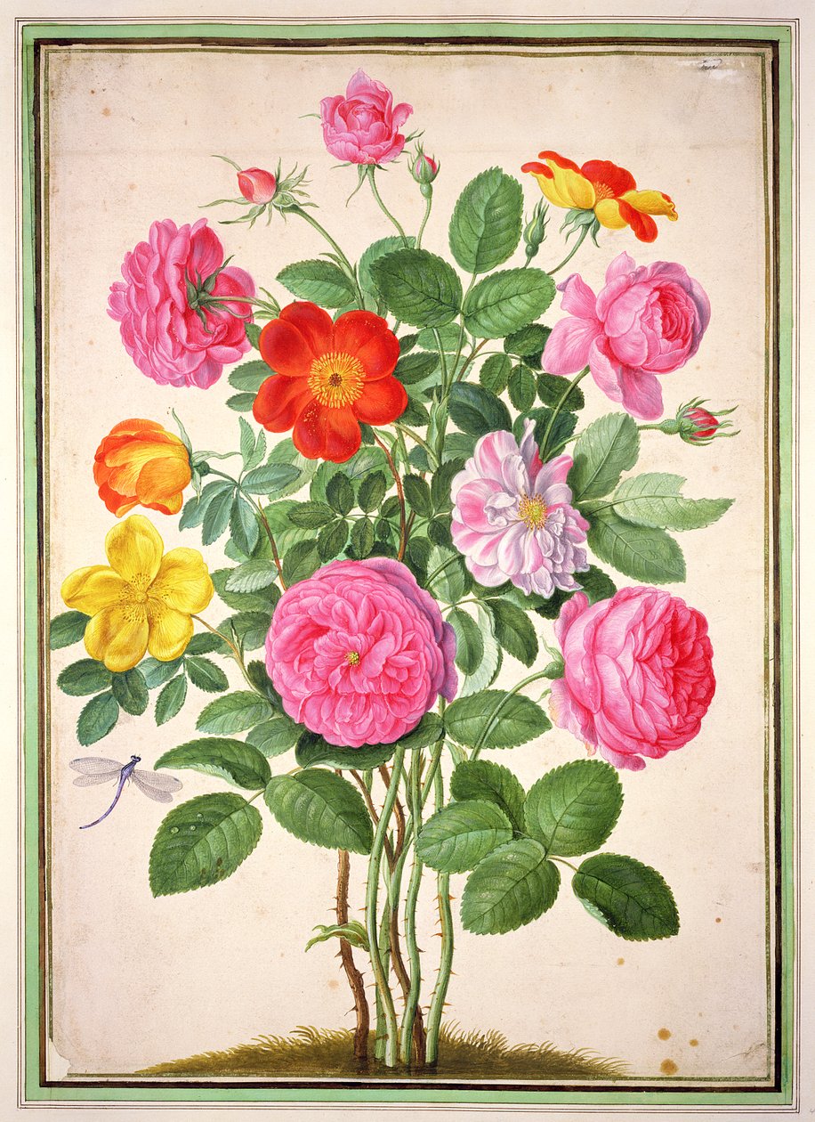 Rosor, platta 4 från Nassau Florilegium av Johann Jakob Walther
