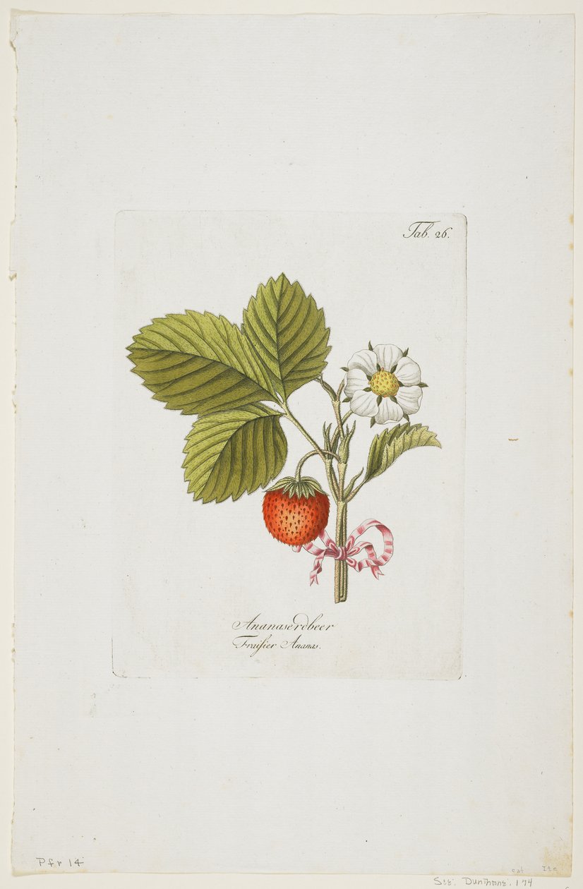 Ananaserobeer från "Pomona Austriaca, ou Arbres Fruitiers D
