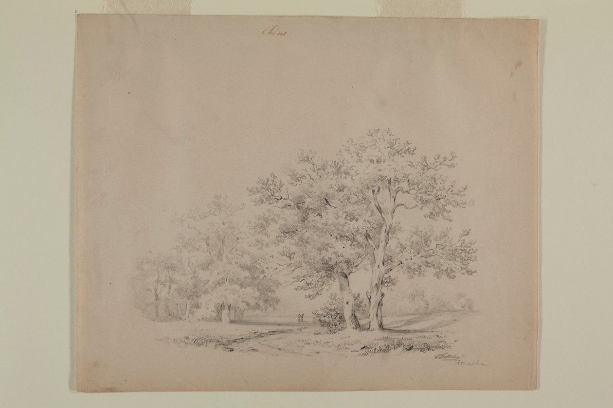 Drawing of Oak Trees by Johann Sutterlin av Johann Sutterlin