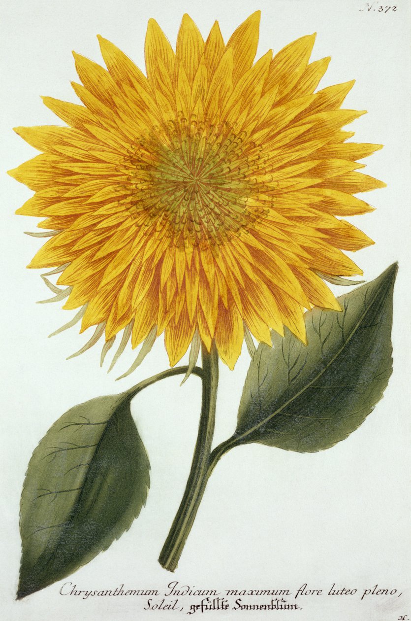 Chrysanthemum Indicum från "Pythanthoza Iconographica", utgiven i Tyskland 1737-45. av Johann Wilhelm Weinman