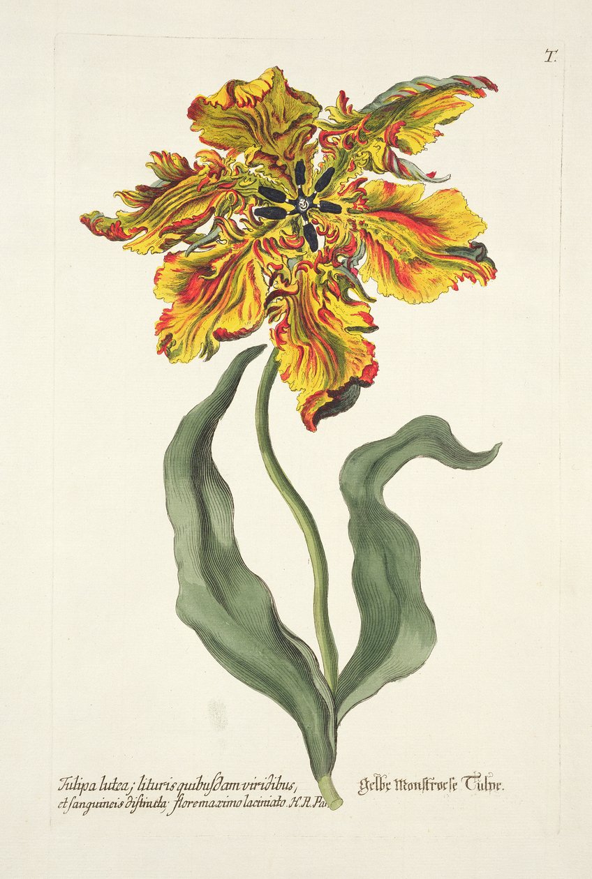 Tulipa Lutea från 
