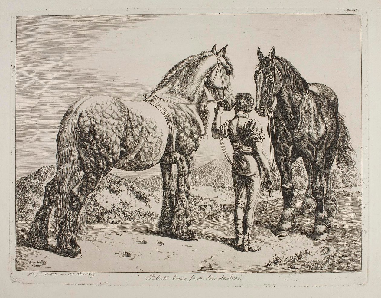 Svarta hästar från Lincolnshire av Johann Adam Klein