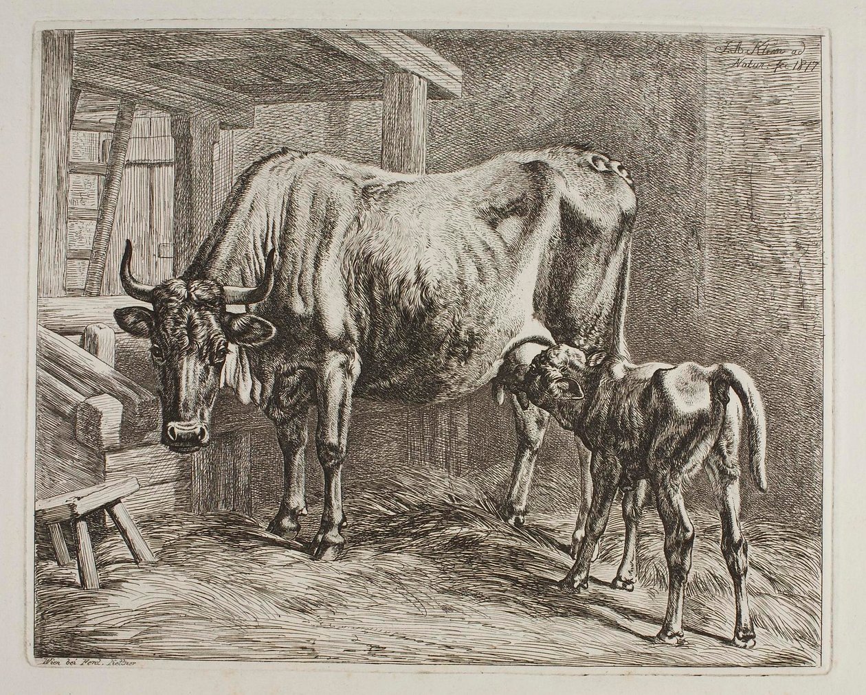 Ko med diande kalv av Johann Adam Klein