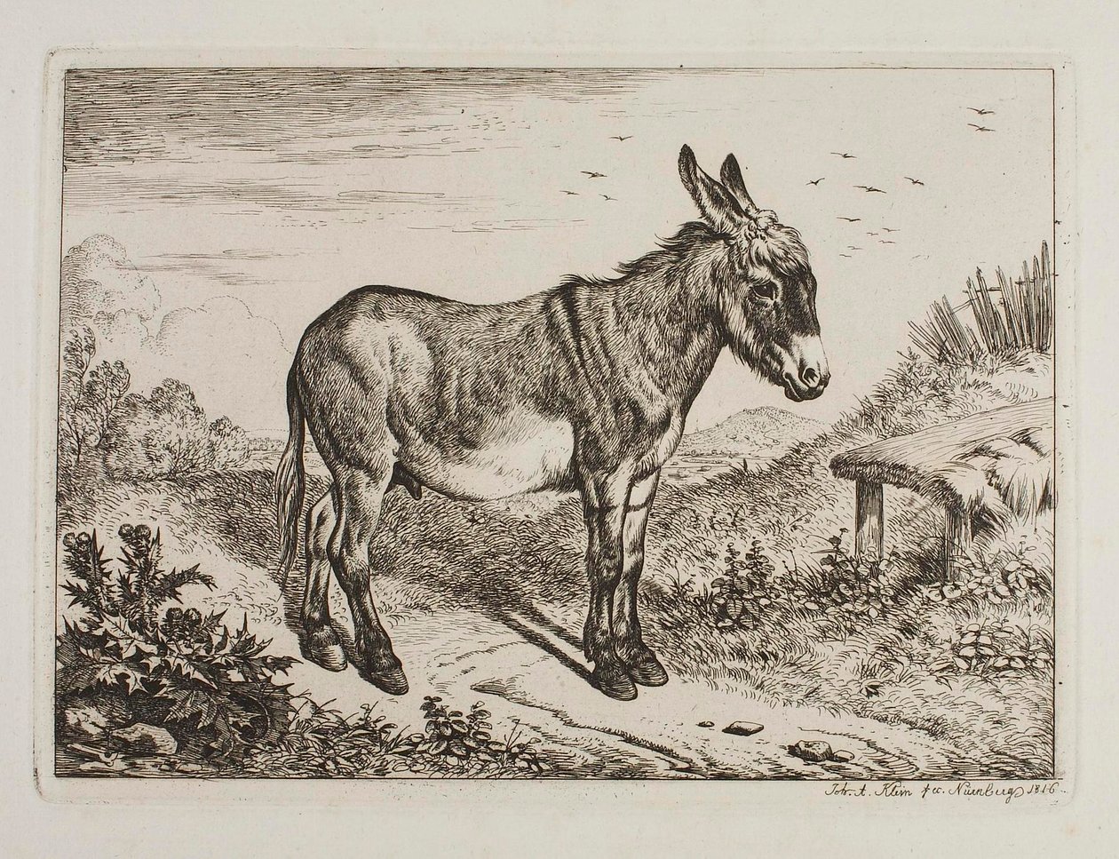 Åsna av Johann Adam Klein