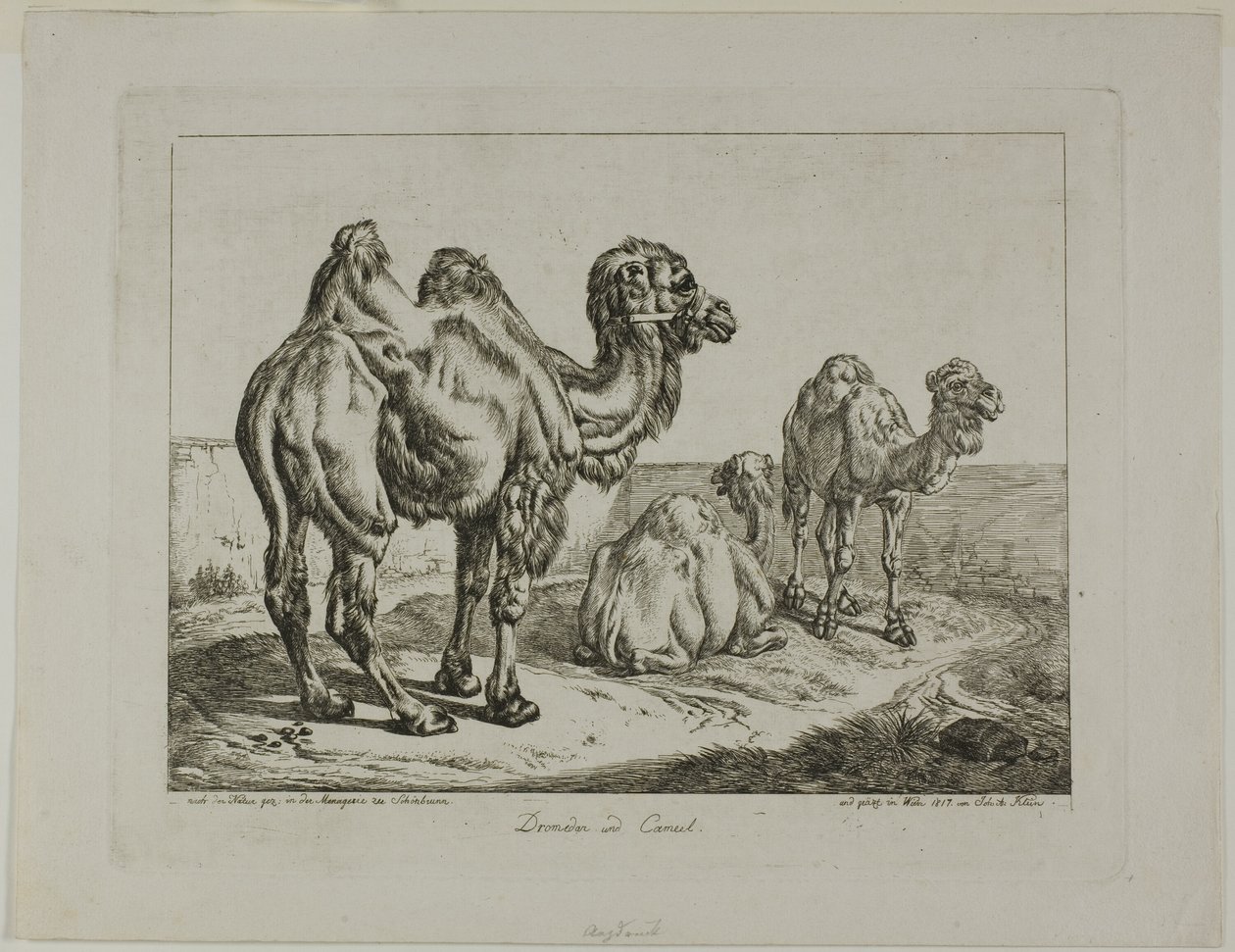 Dromedar och kamel av Johann Adam Klein