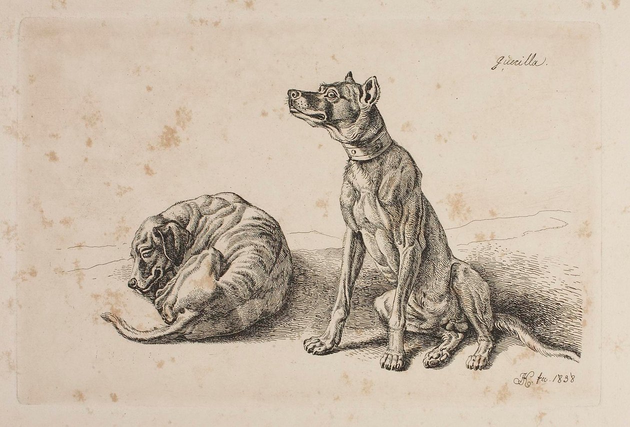 Guerilla, Två hundar av Johann Adam Klein