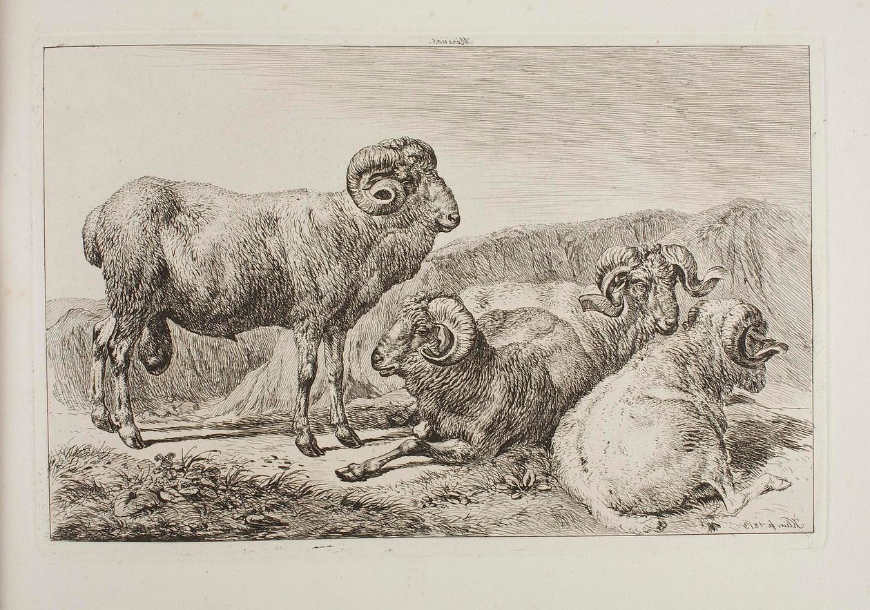 Merinovädurar av Johann Adam Klein
