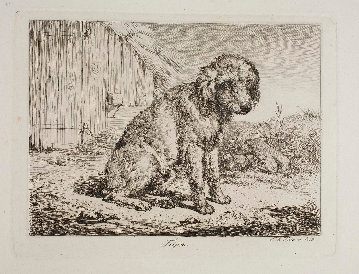 Pudeln Fripon av Johann Adam Klein