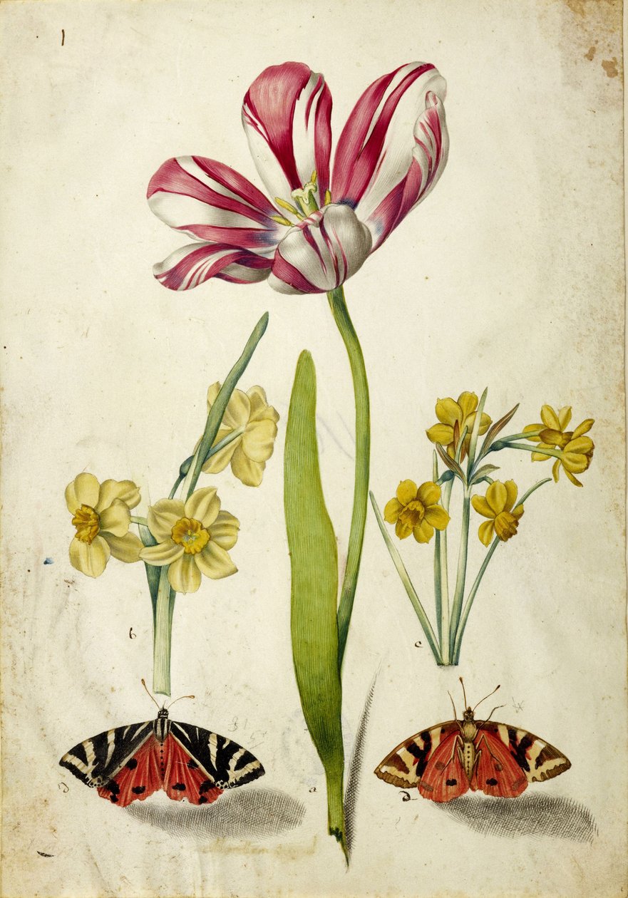 Tulpan, narcisser och fjärilar, ca. 1660. av Johann Bartholomäus Braun
