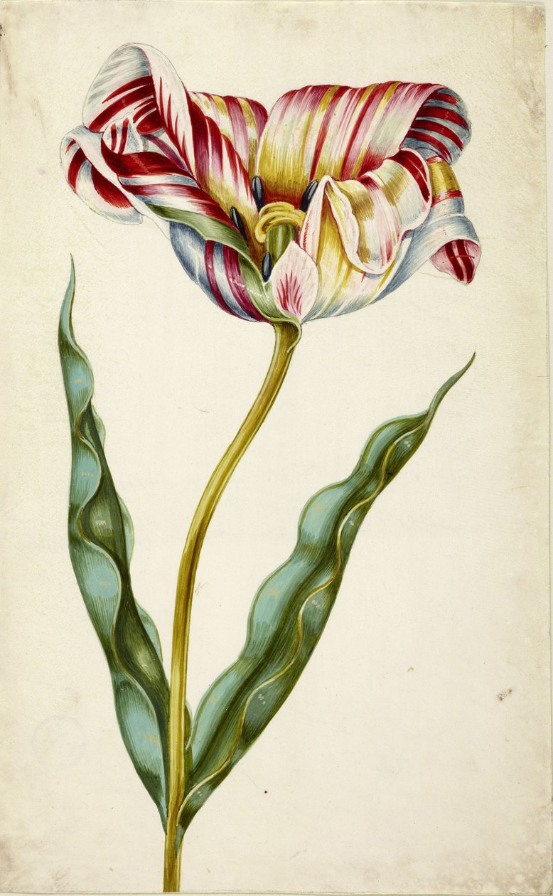 Tulpan, c. 1660. av Johann Bartholomäus Braun