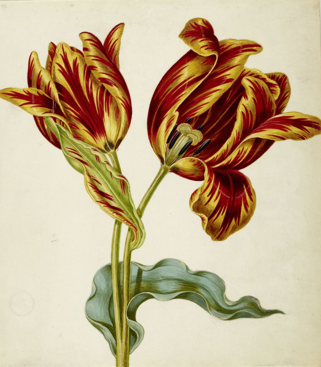 Tulpan, c. 1660. av Johann Bartholomäus Braun