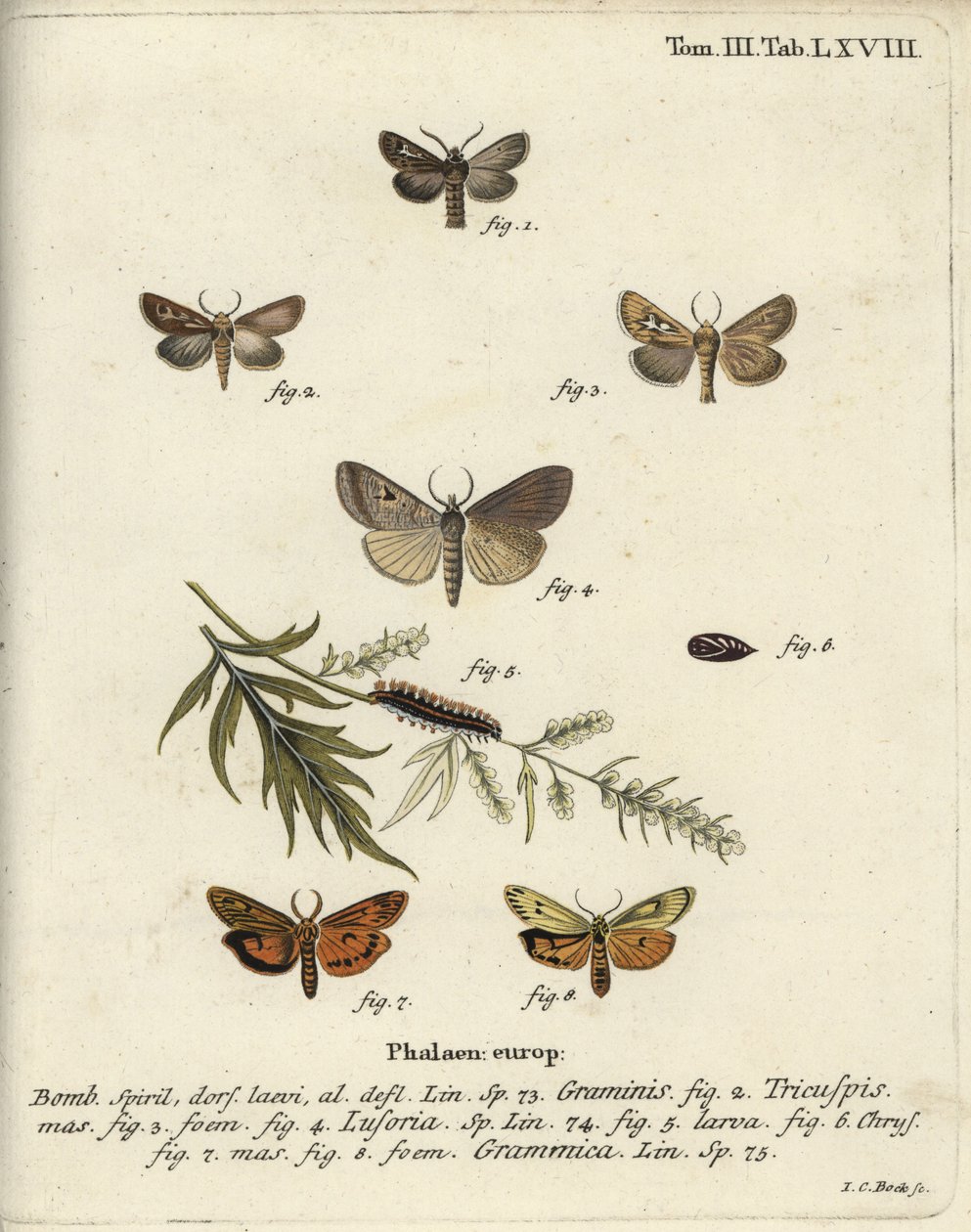 Antler nattfjäril, Lygephila lusoria och fjäderfot. av Johann Carl Bock
