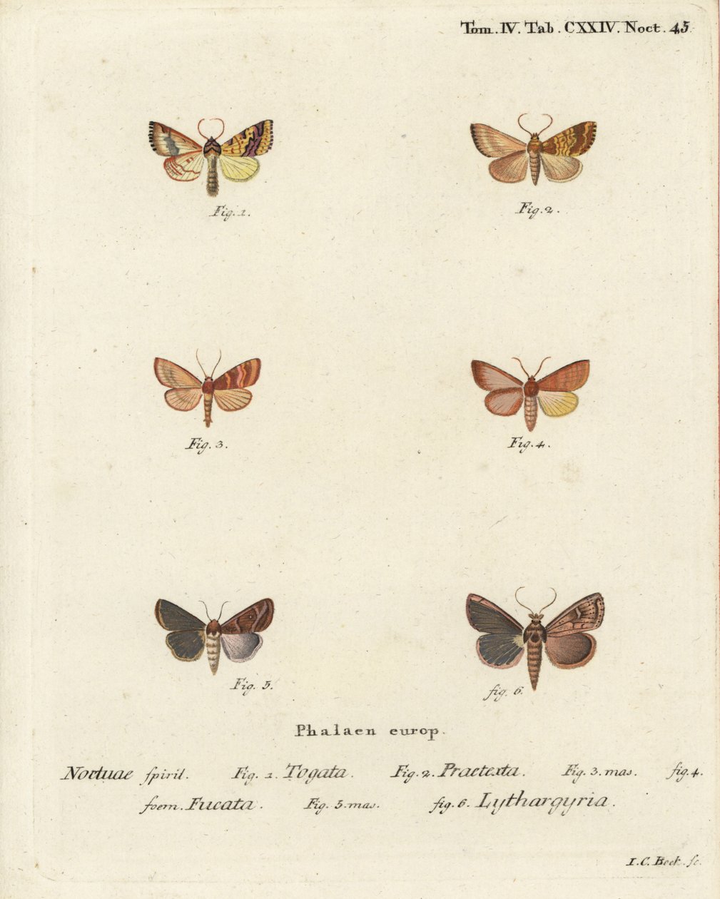 Sprosseseg, Tileacea aurago 1-4, og lermøl, Mythimna ferrago 5.6. Håndkoloreret kobberstik af Johann Carl Bock efter Eugenius Johann Christoph Espers Sommerfuglene i billeder fra naturen, Erlangenswed av Johann Carl Bock