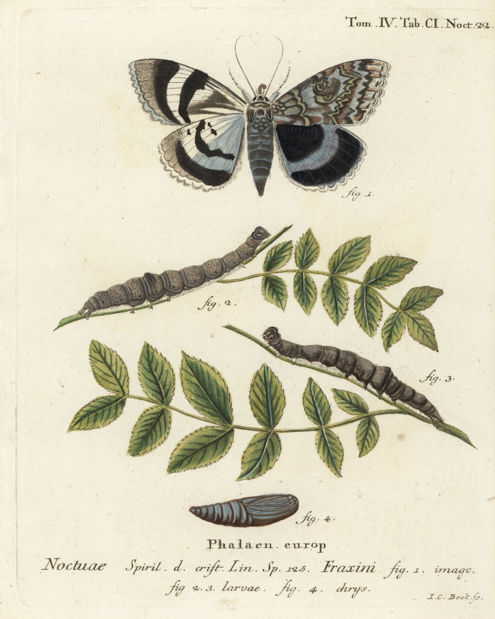 Blå undervingsmal eller Clifden nonpareil, Catocala fraxini. Handkolorerad kopparstick av Johann Carl Bock efter Eugenius Johann Christoph Espers Fjärilarna i illustrationer från naturen, Erlangen av Johann Carl Bock