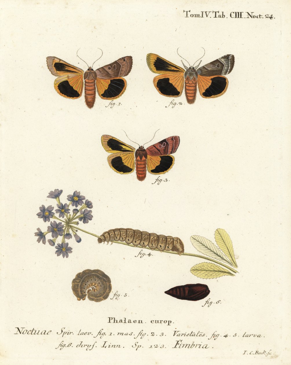 Bredkantad gul undervinge, Noctua fimbriata. Handkolorerad kopparstick av Johann Carl Bock efter Eugenius Johann Christoph Espers Fjärilarna i illustrationer från naturen, Erlangen av Johann Carl Bock