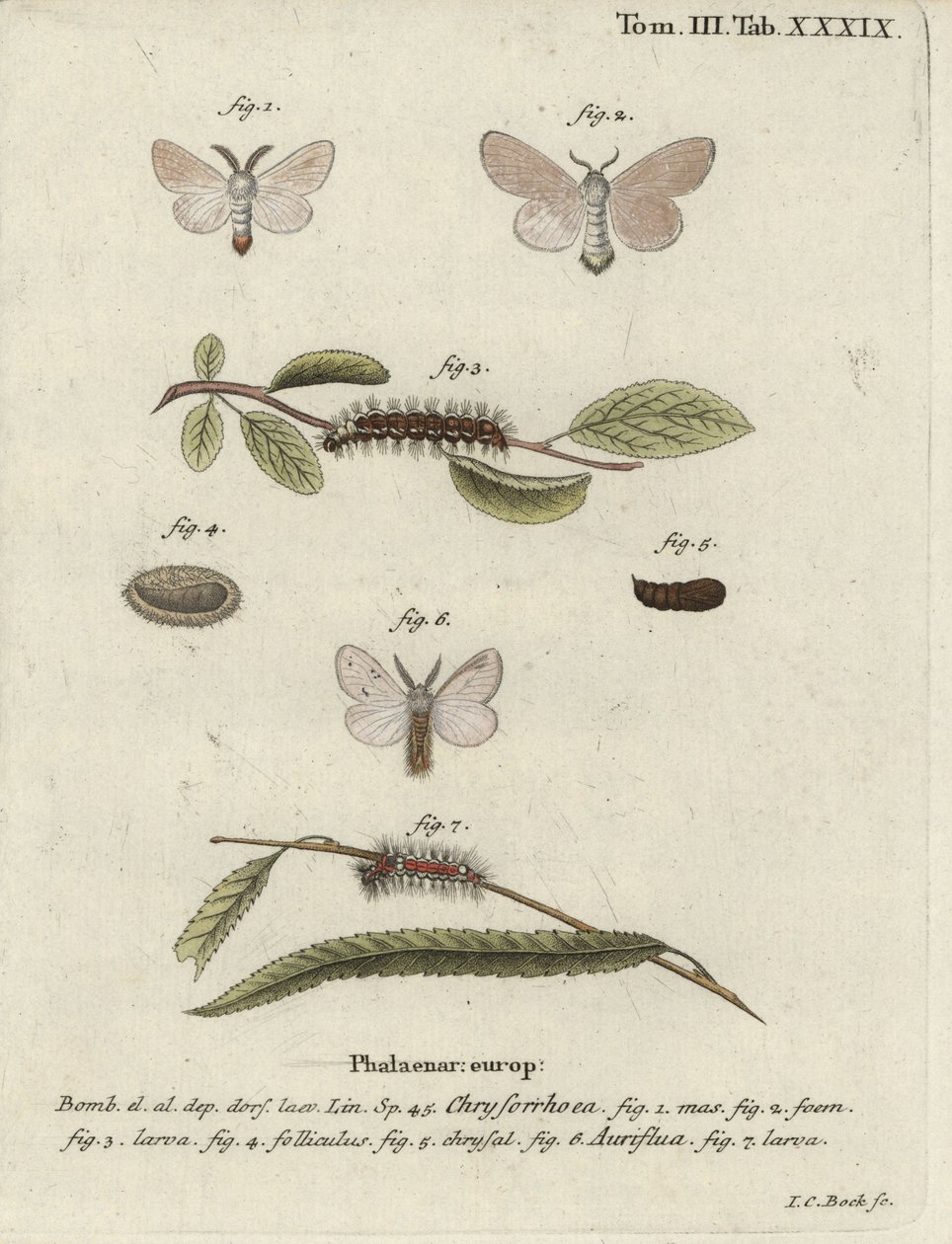 Brunstjärtfjäril, Euproctis chrysorrhoea. av Johann Carl Bock
