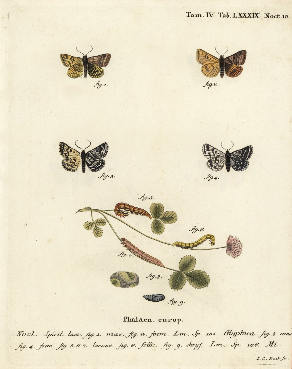 Burnet sällskapsfjäril, Euclidia glyphica 1,2, och Mother Shipton-fjärilen, Euclidia mi, 3-9. Handkolorerad kopparstick av Johann Carl Bock efter Eugenius Johann Christoph Espers Fjärilarna i illustrationer från naturen, Erlangen av Johann Carl Bock
