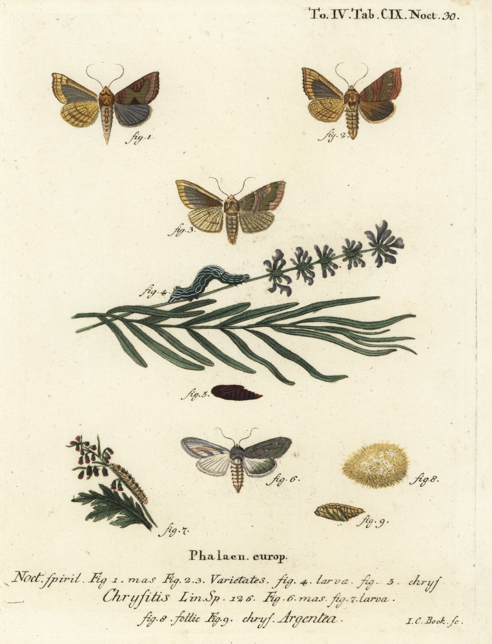Borrad mässingsfjäril, Diachrysia chrysitis 1-5, och grön silver-spangled haj, Cucullia argentea 6-9. Handkolorerad kopparstick av Johann Carl Bock efter Eugenius Johann Christoph Espers Fjärilarna i illustrationer från naturen, Erlange av Johann Carl Bock