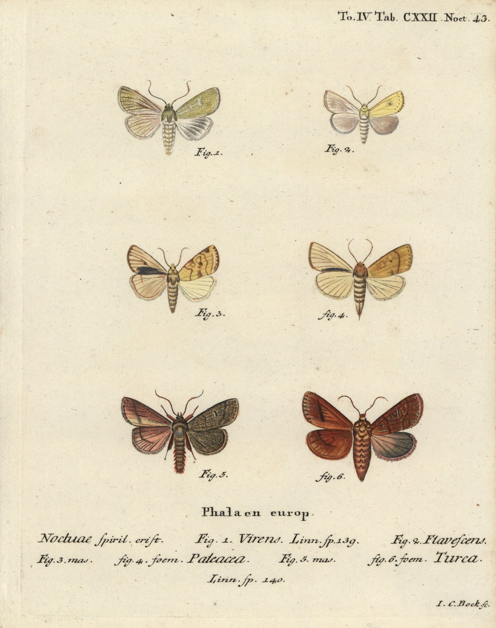 Burren green, Calamia tridens 1, gul, Xanthia icteritia 2, vinkelrandig vit, Enargia paleacea 3,4 och dubbellinje, Mythimna turca 5,6. Handkolorerad kopparstick av Johann Carl Bock efter Eugenius Johann Christoph Espers Die Schmetterlinge av Johann Carl Bock