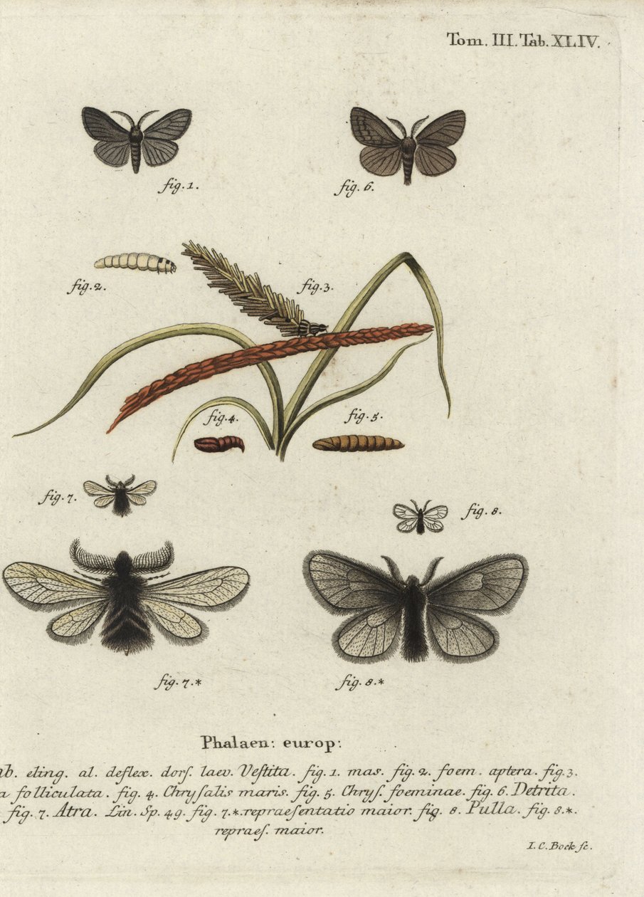 Canephora hirsuta, Ocneria detrita och Epichnopterix plumella. av Johann Carl Bock