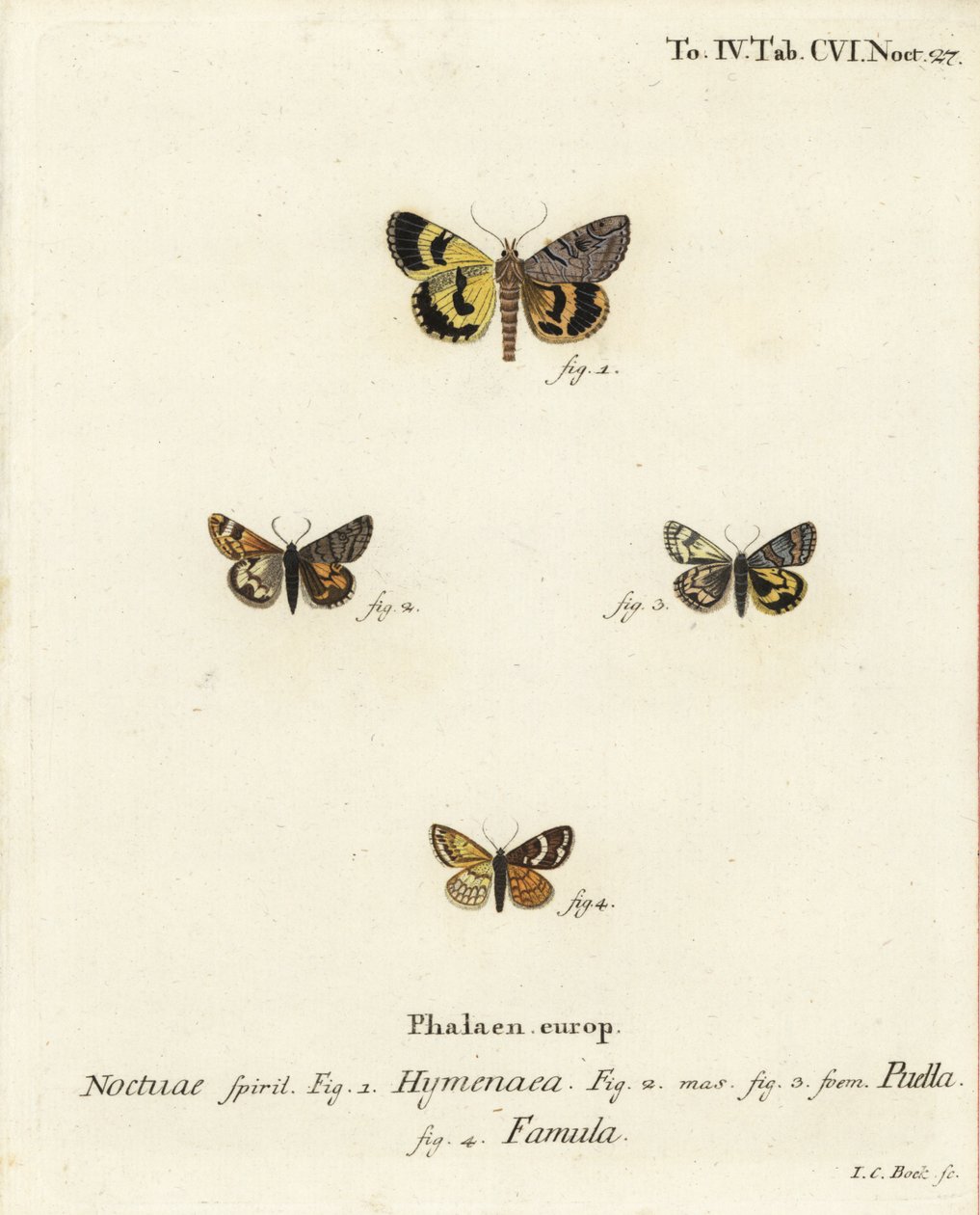 Catocala hymenaea 1, Amerila puella 2,3 och Isturgia famula moths 4. Handkolorerad kopparstick av Johann Carl Bock efter Eugenius Johann Christoph Espers Fjärilarna i illustrationer efter naturen, Erlangen av Johann Carl Bock