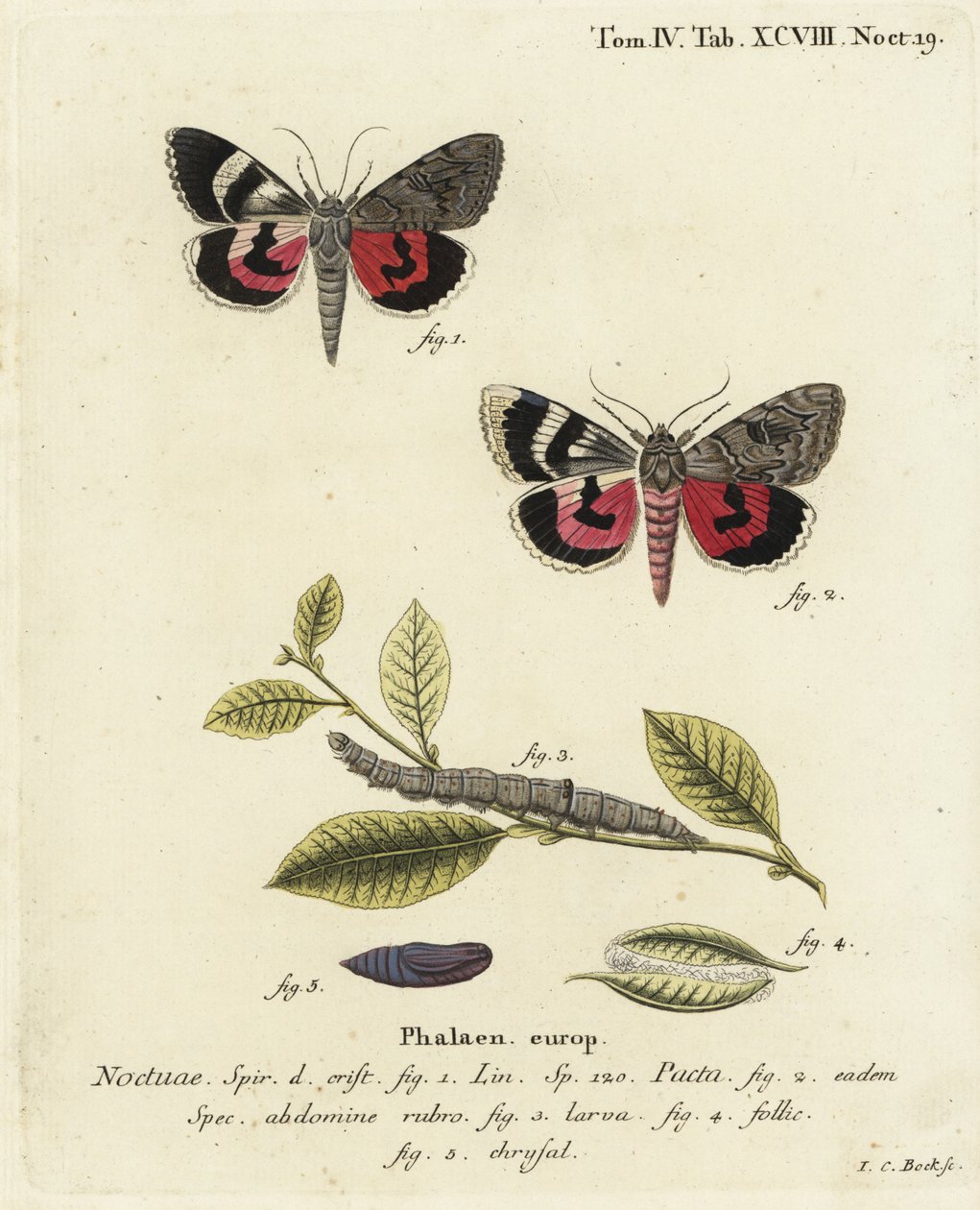 Catocala pacta nattfjäril. Handkolorerad kopparstick av Johann Carl Bock efter Eugenius Johann Christoph Espers Fjärilarna i illustrationer från naturen, Erlangen av Johann Carl Bock