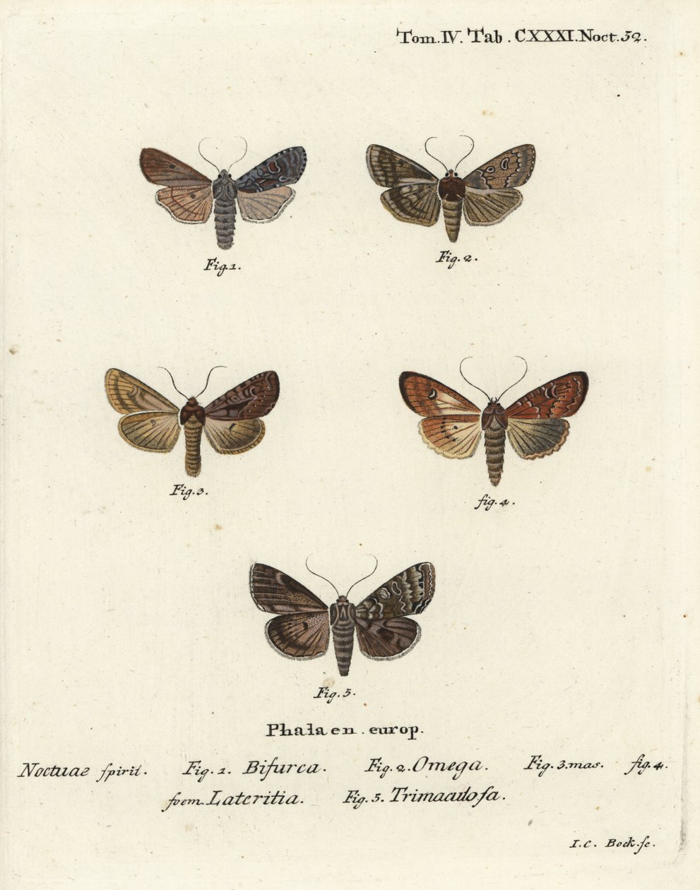 Conformist, Lithophane furcifera 1, dubbelpil, Graphiphora augur 2, knapp brindle, Apamea lateritia 3,4 och silverbågar, Polia hepatica 5. av Johann Carl Bock