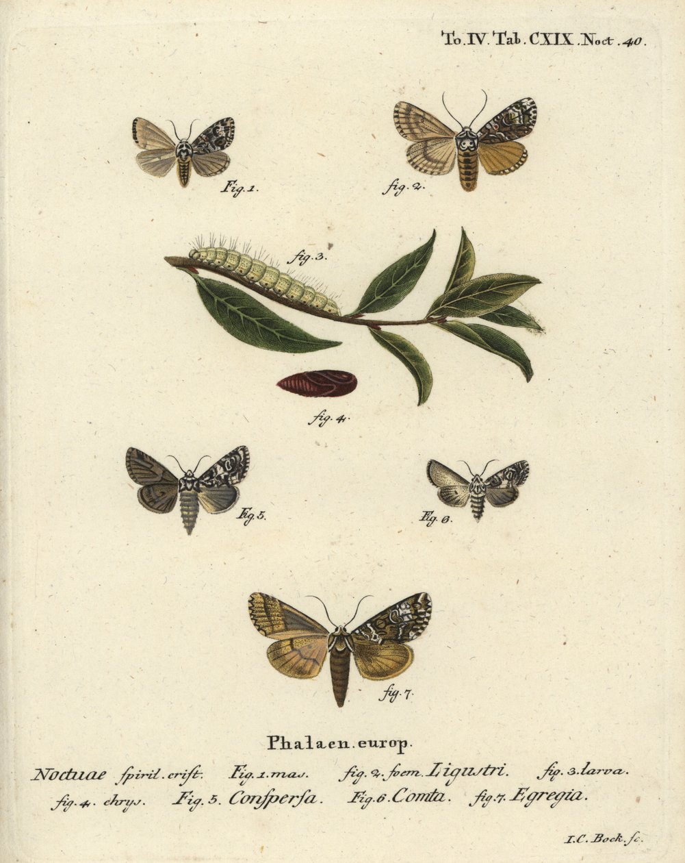 Kronfjäril, Craniophora ligustri 1-4, marmorerad krans, Hadena confusa 5, varierad krans, Hadena compta 6, och gröna bågar, Anaplectoides prasina 7. Handkolorerad kopparstick av Johann Carl Bock efter Eugenius Johann Christoph Espers Die Schmet av Johann Carl Bock
