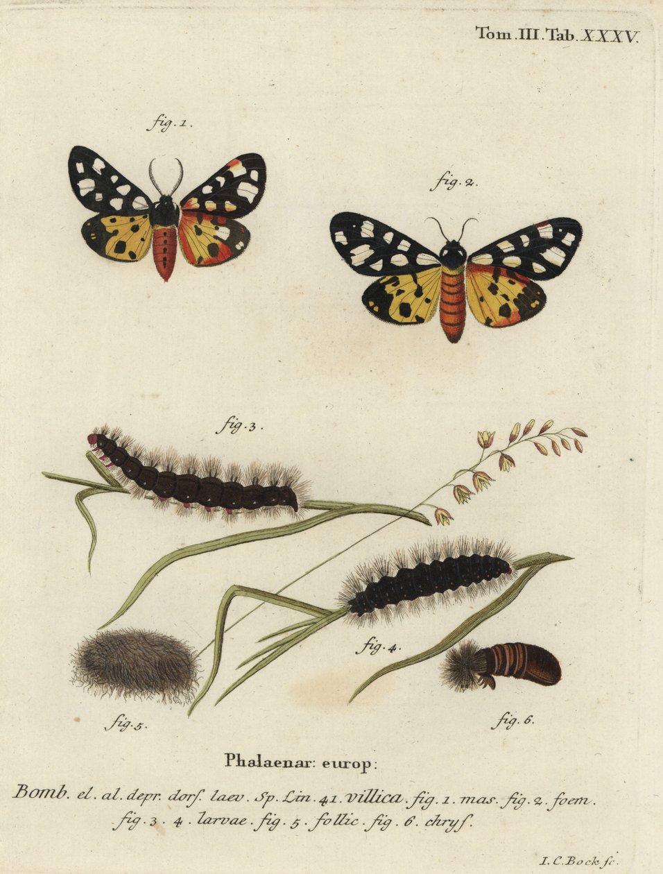 Gräddfläckig tigermal, Epicallia villica. av Johann Carl Bock