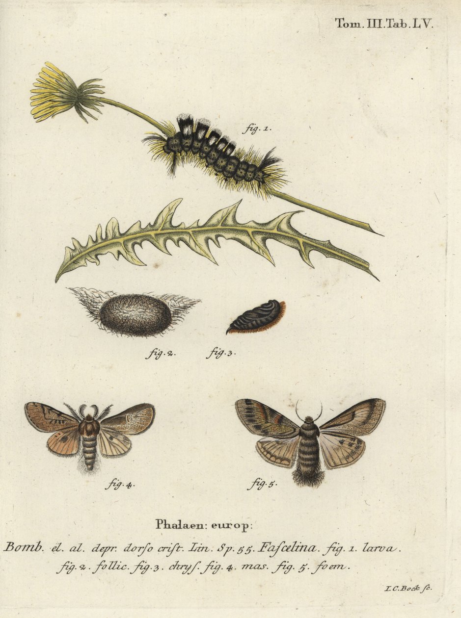 Mörk tuva, Dicallomera fascelina. av Johann Carl Bock