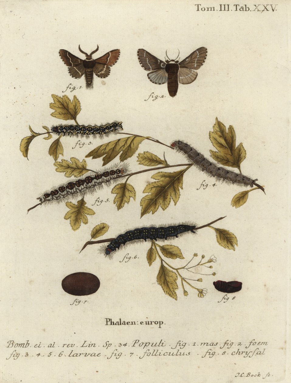 Decemberfjäril, Poecilocampa populi. av Johann Carl Bock