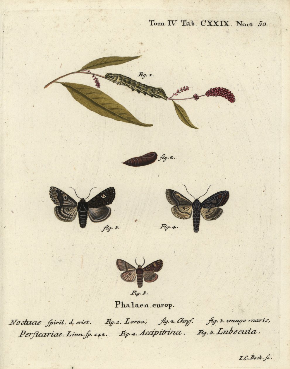 Dot, Melanchra persicariae 1-4 och Dryobota labecula 5. Handkolorerad kopparstick av Johann Carl Bock efter Eugenius Johann Christoph Espers Fjärilarna i bilder från naturen, Erlangen av Johann Carl Bock