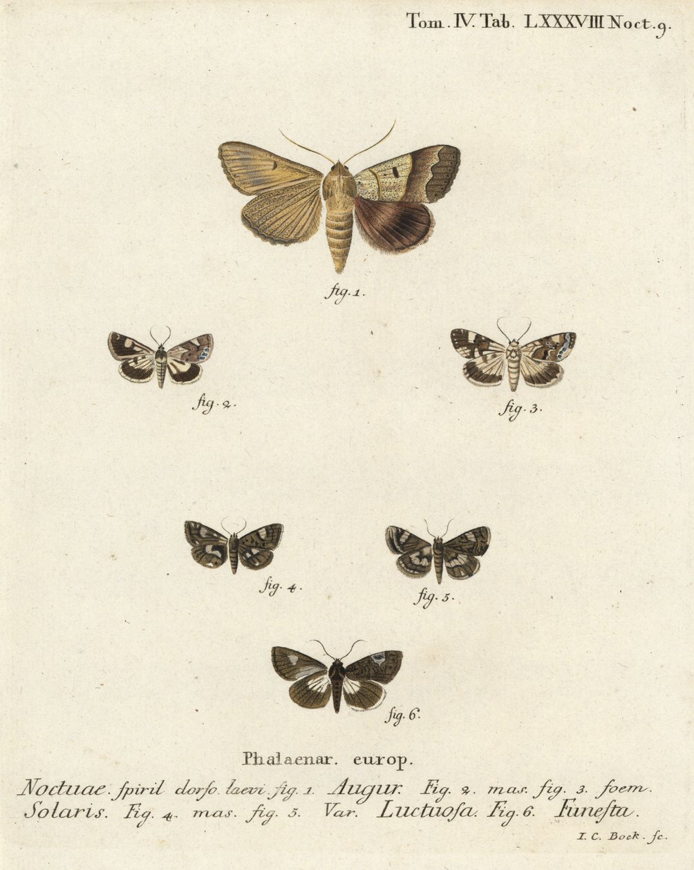 Dubbelpil eller spåman, Graphiphora augur 1, blek skuldra, Acontia lucida 2.3, fyrfläckig mal, Tyta luctuosa 4.5 och druidmal, Aedia funesta 6. Handfärgad kopparstick av Johann Carl Bock efter Eugenius Johann Christoph Espers Die Sch av Johann Carl Bock
