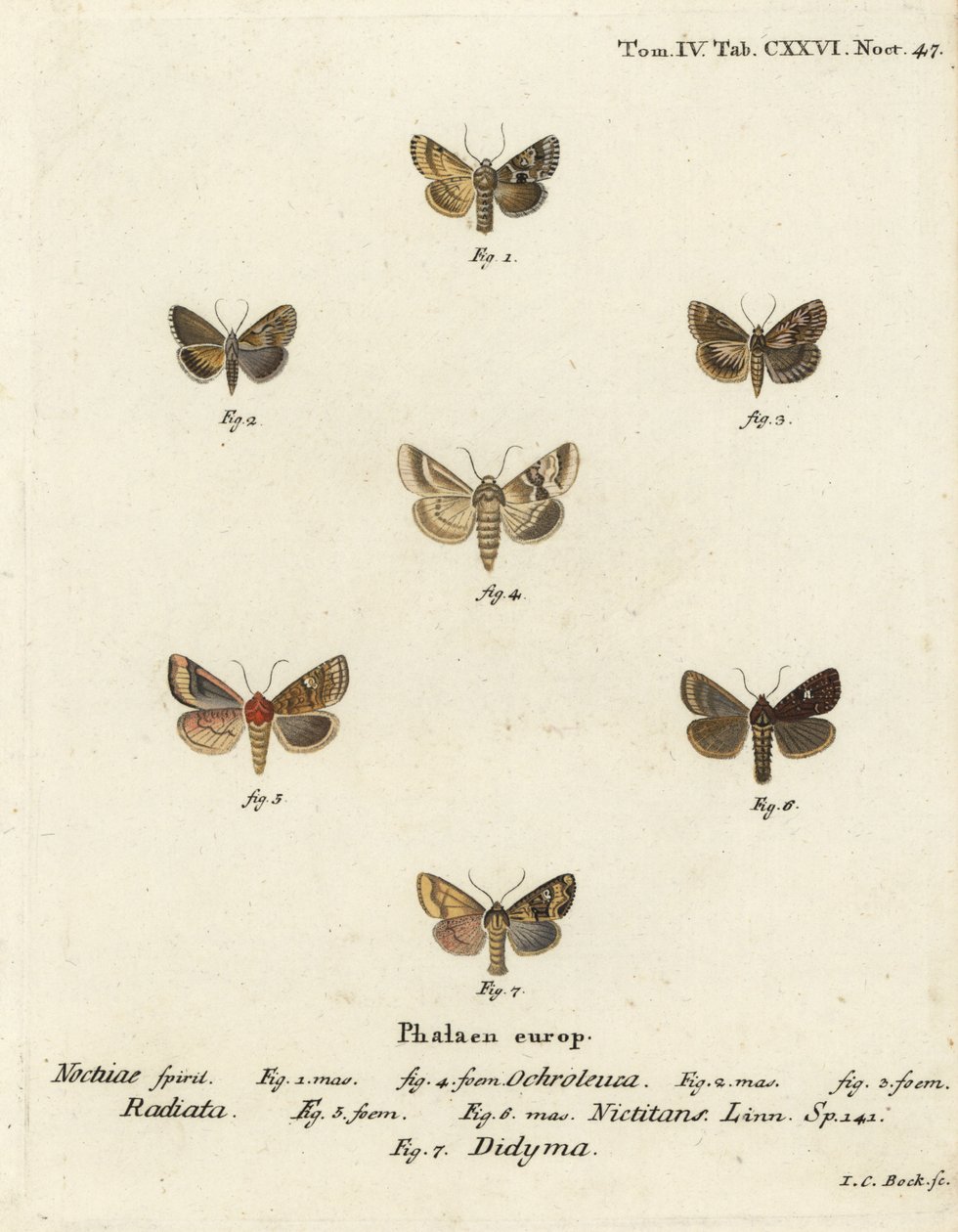 Dusky sallow, Eremobia ochroleuca 1,4, Cynaeda dentalis 2,3, earmal, Amphipoea oculea 5,6, och common rustic, Mesapamea secalis 7. Handkolorerad kopparstick av Johann Carl Bock efter Eugenius Johann Christoph Esper i Abbild Schmetterlinge av Johann Carl Bock