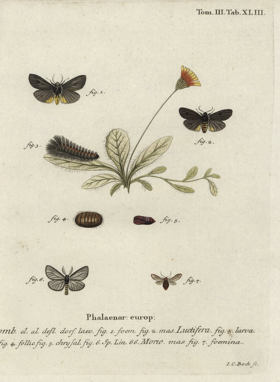 Epatolmis caesarea och Penthophera morio nattfjärilar. av Johann Carl Bock