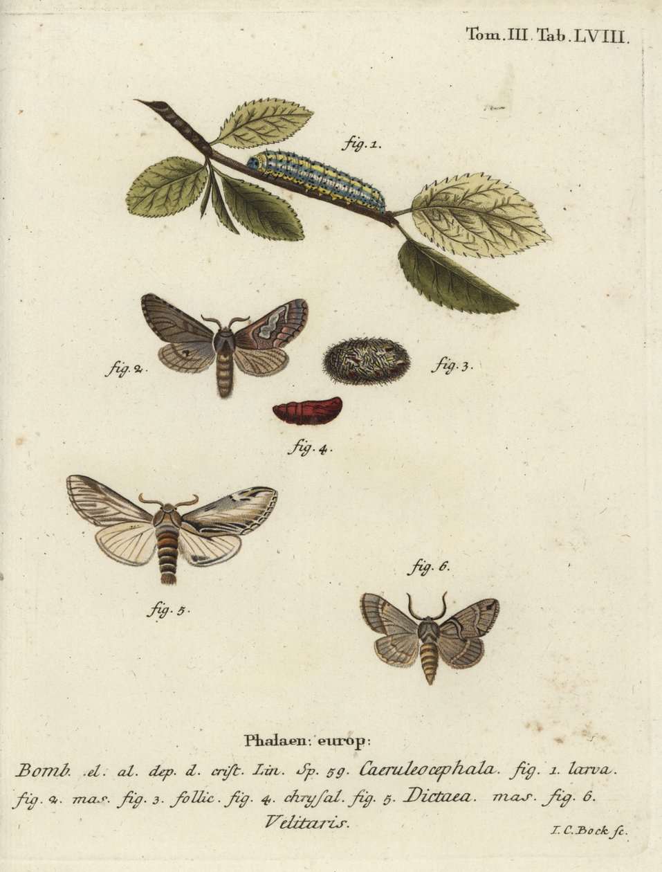 Åttafigur, svälj framträdande och Drymonia velitaris mal. av Johann Carl Bock
