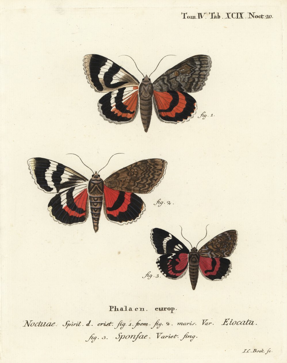 Fransk röd undervinge, Catocala elocata 1,2, och mörk röd undervingsvariant, Catocala sponsa 3. Handkolorerad kopparstick av Johann Carl Bock efter Eugenius Johann Christoph Espers Fjärilarna i illustrationer efter naturen, Erlangen av Johann Carl Bock