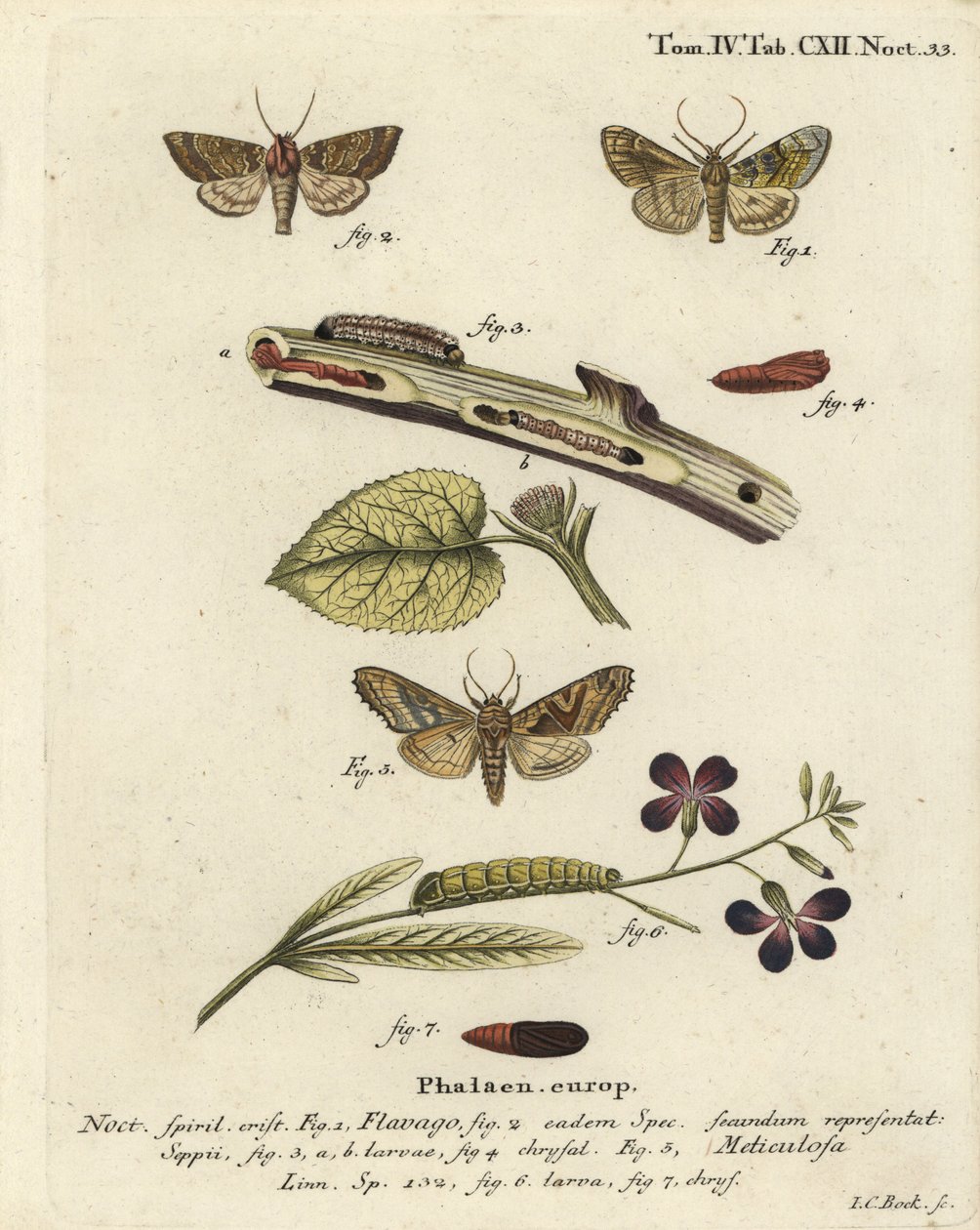 Frostad orange mal, Gortyna flavago 1,2, och vinkelnyanser, Phlogophora meticulosa 3-7. Handkolorerad kopparstick av Johann Carl Bock efter Eugenius Johann Christoph Espers Fjärilarna i illustrationer från naturen, Erlangen av Johann Carl Bock