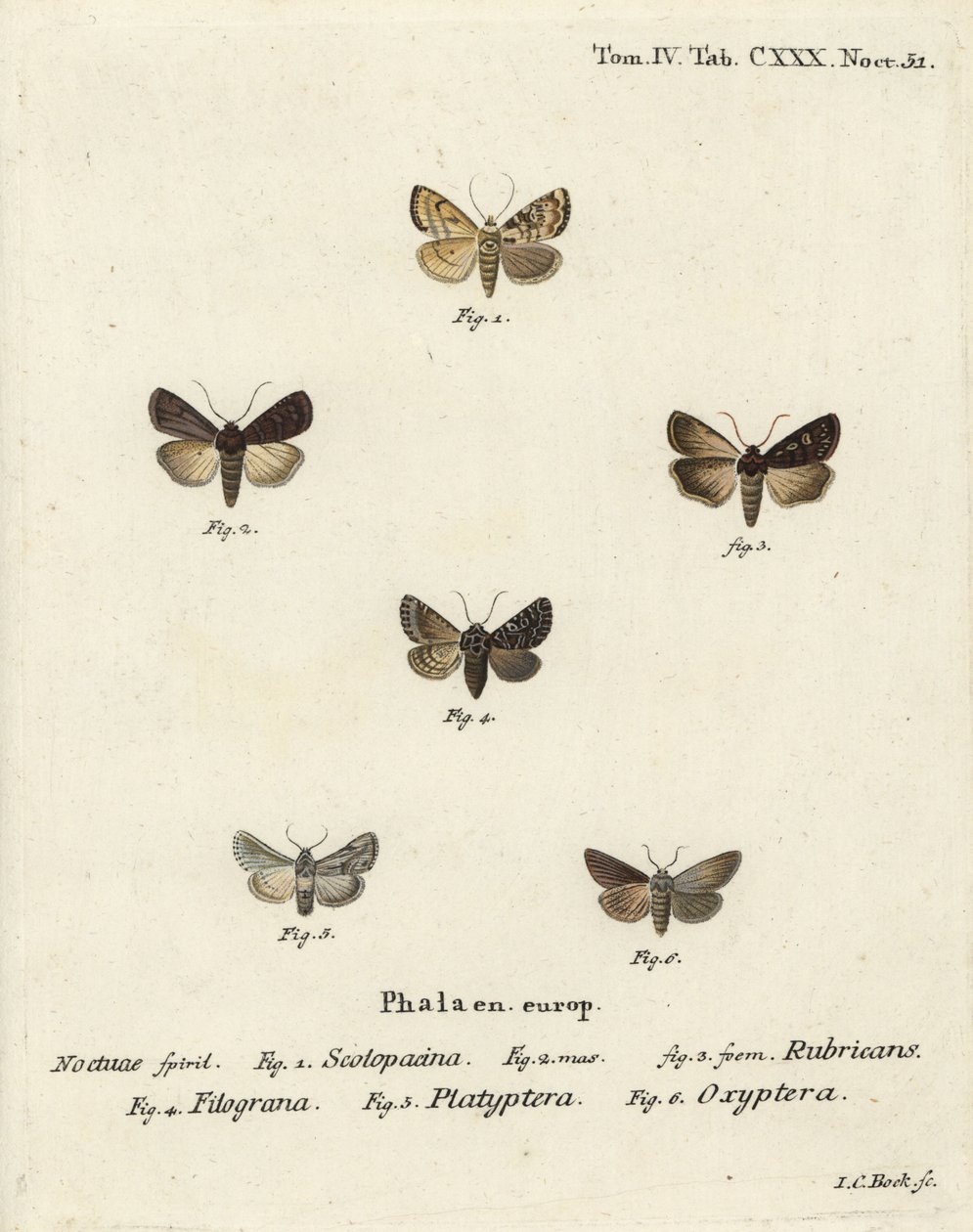 Garden Dart, Euxoa nigricans 1-3, Hadena filograna 4, antirrhinum brocade, Calophasia platyptera 5, Simyra nervosa 6. Handkolorerad kopparstick av Johann Carl Bock efter Eugenius Johann Christoph Espers Fjärilarna i illustrationer efter den av Johann Carl Bock