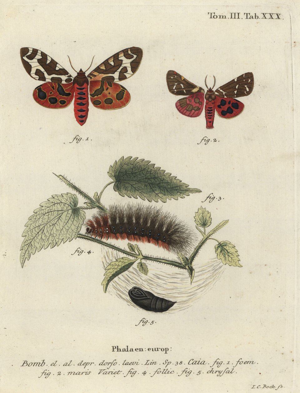 Trädgårdstigermal eller stor tigermal, Arctia caja. av Johann Carl Bock