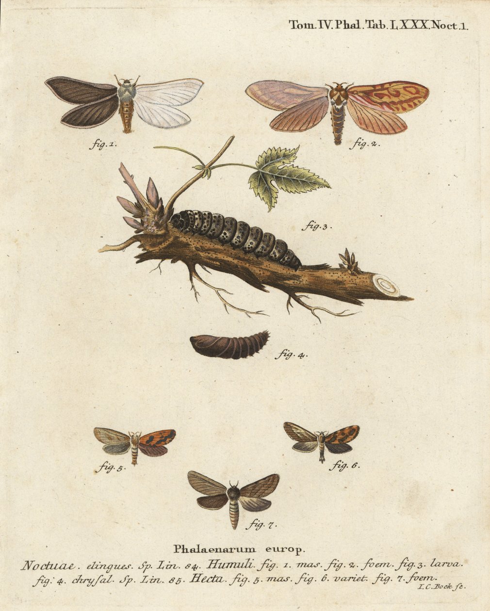 Spökmal, Hepialus humuli 1-4, och guldsnabb, Phymatopus hekta 5-7. Handkolorerad kopparstick av Johann Carl Bock efter Eugenius Johann Christoph Espers Fjärilarna i bilder från naturen, Erlangen av Johann Carl Bock