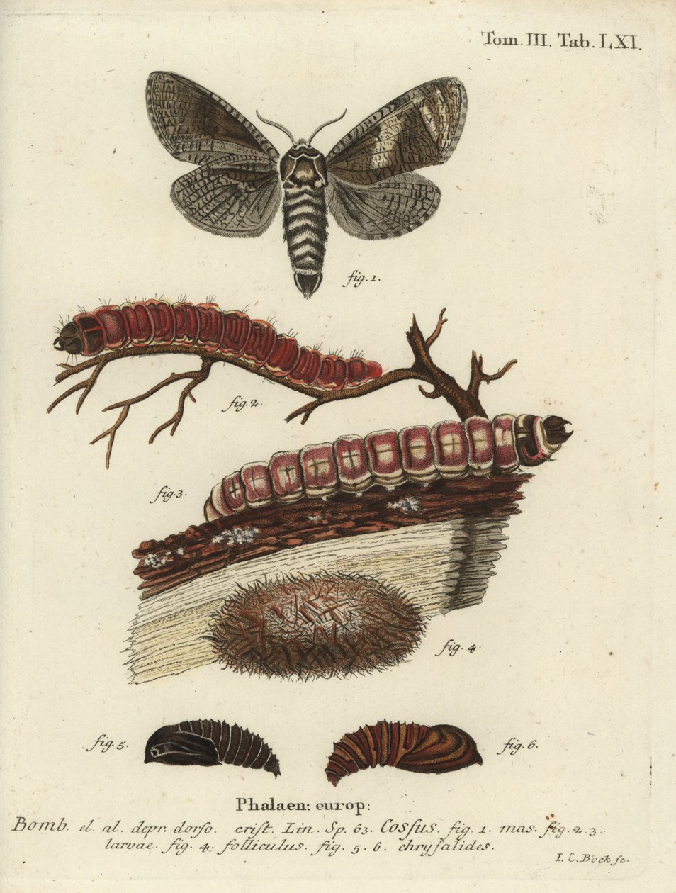 Goatmoth, Goatmoth. av Johann Carl Bock